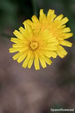 Autumn hawkbit